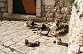 2008_05_02au15_Croatie__0242