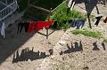 2008_05_02au15_Croatie__0291