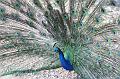 2008_05_02au15_Croatie__0425