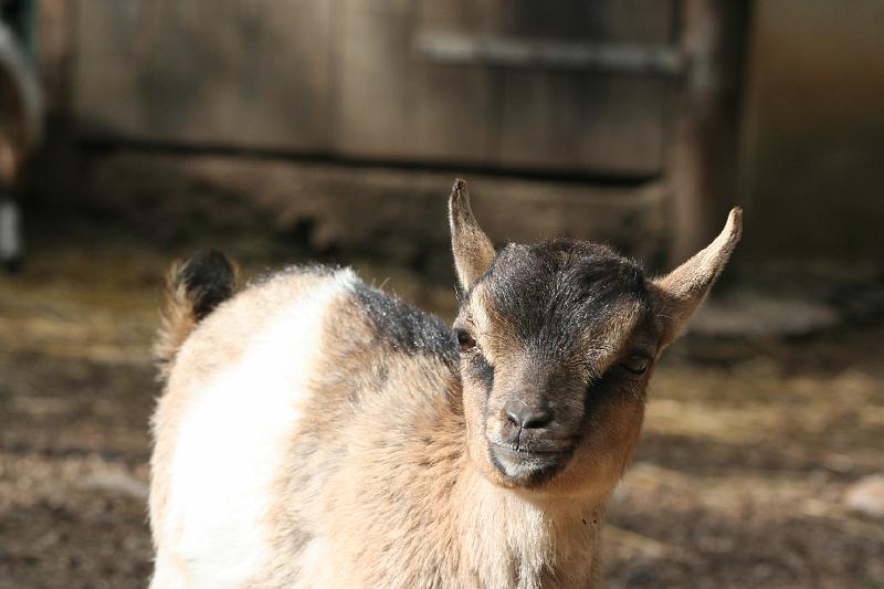 2008_07_13_parc_animalier__0017.JPG
