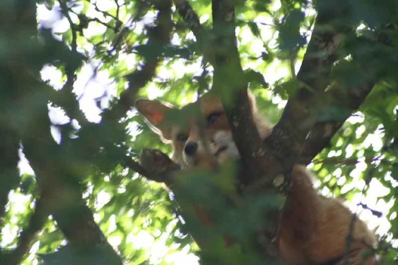 2008_07_13_parc_animalier__0022.JPG
