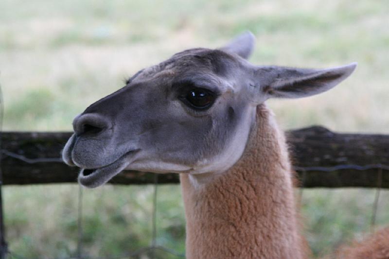 2008_07_13_parc_animalier__0077.JPG
