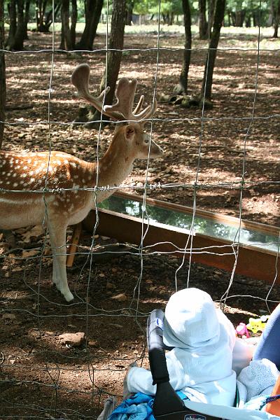 2008_07_13_parc_animalier__0084.JPG
