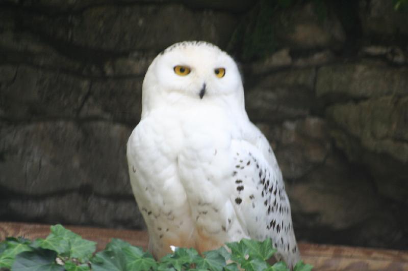 2008_07_13_parc_animalier__0152.JPG