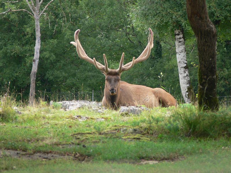 2008_07_13_parc_animalier__0321.JPG
