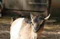 2008_07_13_parc_animalier__0017
