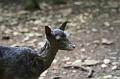 2008_07_13_parc_animalier__0058