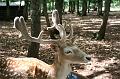 2008_07_13_parc_animalier__0083