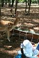 2008_07_13_parc_animalier__0084