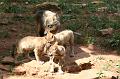 2008_07_13_parc_animalier__0109