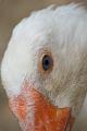 2008_07_13_parc_animalier__0130