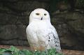 2008_07_13_parc_animalier__0152