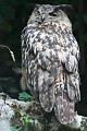 2008_07_13_parc_animalier__0155