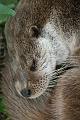 2008_07_13_parc_animalier__0167