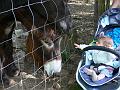 2008_07_13_parc_animalier__0285