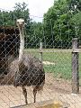 2008_07_13_parc_animalier__0370