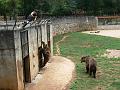 2008_07_13_parc_animalier__0390