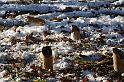 2008_12_25_noel__0472