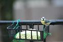 2009_01_02_oiseaux_ecuriels__0571