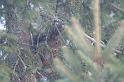 2009_01_02_oiseaux_ecuriels__0616