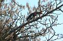 2009_01_02_oiseaux_ecuriels__0649