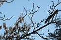 2009_01_02_oiseaux_ecuriels__0651