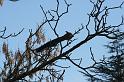 2009_01_02_oiseaux_ecuriels__0653