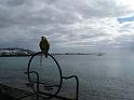 2010_01_24_31_LANZAROTE_noces__0143