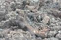 2010_01_24_31_LANZAROTE_noces__1624
