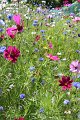 2010_07_08_maison_0117