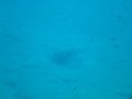 P1040629